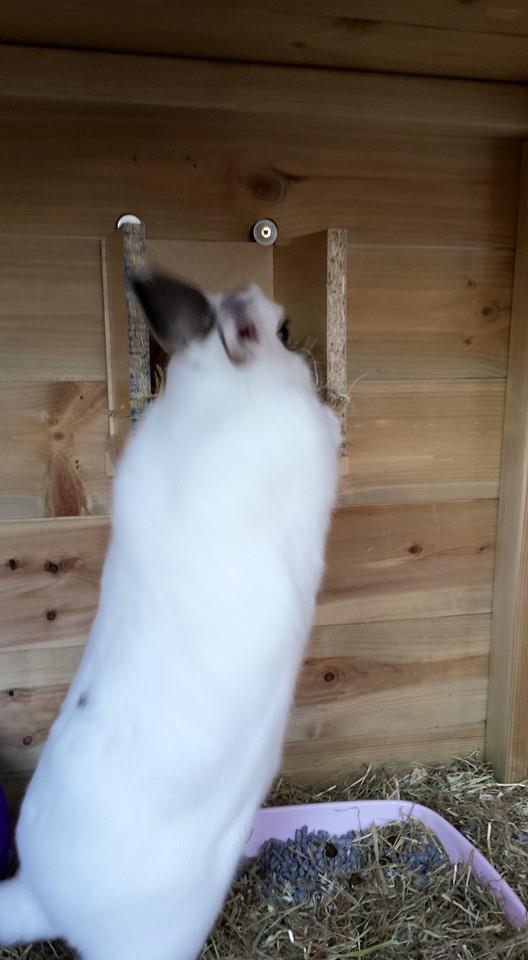 Imogen Hay Feeder standing.jpg